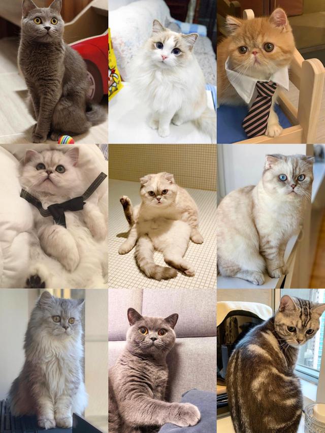 工作完之后能够吸猫真的太惬意了很多宝宝会对猫咪品种和价格不太清楚