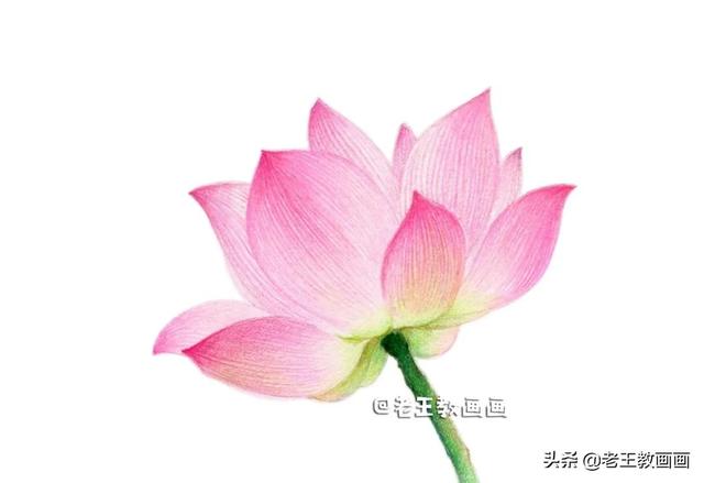 如何画荷花，如何画荷花国画（教你用彩铅画一朵荷花）
