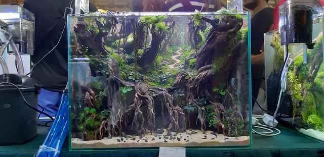 水草造景教程，简单水草造景图片（鱼缸造景比赛作品欣赏）