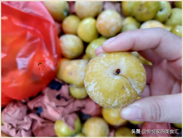 红布李的营养价值，红布李产地哪里的最好（避免买到又软又空的催熟李）