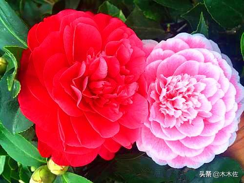 山茶花的花语和寓意，山茶花的寓意（茶花中的珍品——赤丹）