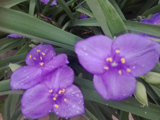 紫露草花语，紫露草 花语（花语尊崇实则平凡的紫露草）