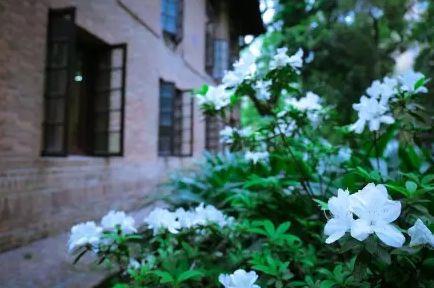 多肉是什么植物，多肉植物是什么植物（中国春天最美15座大学）