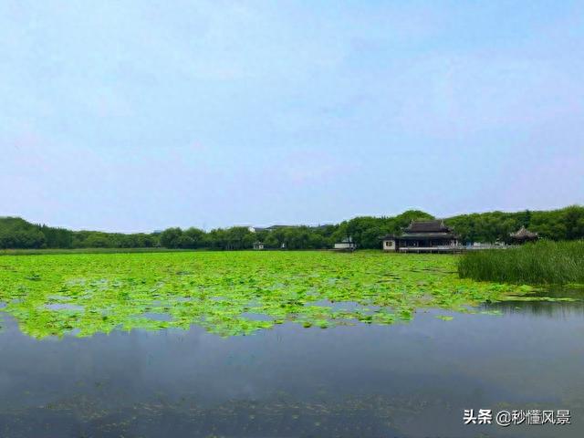江浙沪交界处，免费的小众景点，白墙灰瓦古朴宁静还有荷花花海