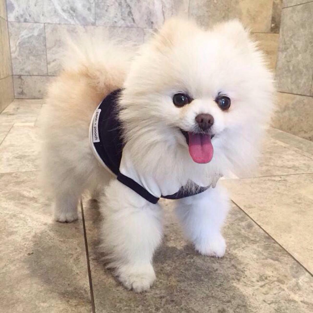 博美幼犬图片(博美纯种和不纯的对比)