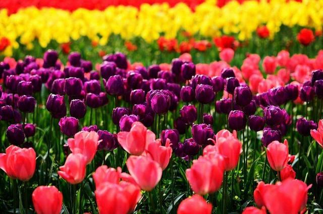 国花是什么，世界各国国花<第一辑>（俄罗斯的国花是什么）