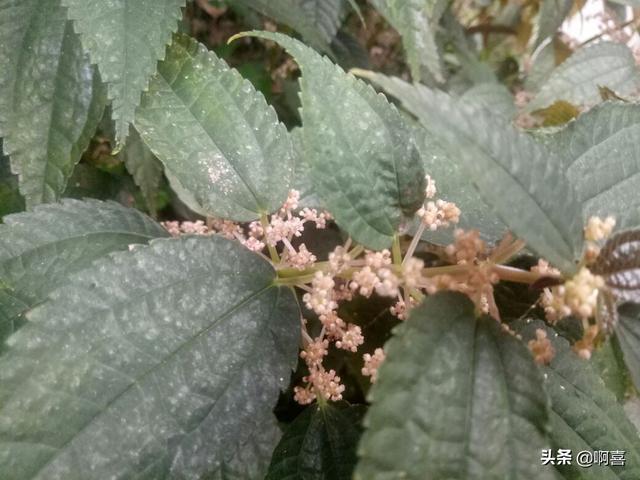 冰糖草是什麼,冰糖草是什麼科(園林點綴鑲邊花卉-透莖冷水花)