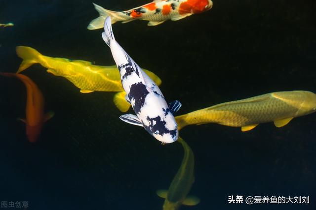 冷水鱼什么品种最好养，比较好养的几种冷水鱼（五大好养的冷水鱼推荐）