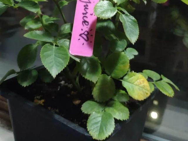 栀子花叶子发黄是什么原因，栀子花叶子发黄的原因是什么（栀子花叶子发黄）