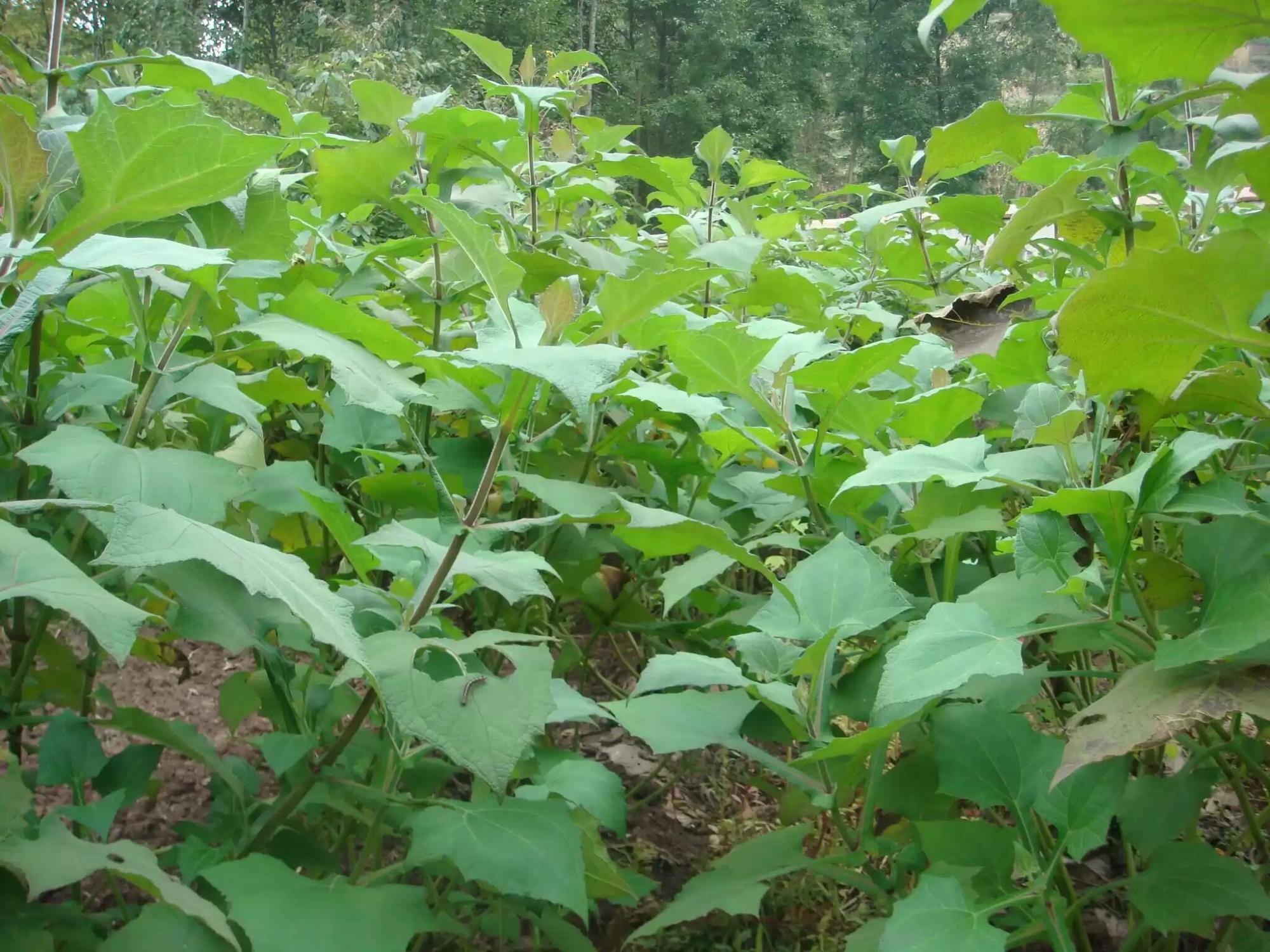 雪莲果含糖量高吗,雪莲果血糖高的人能吃吗(外国人叫它"阿贡")
