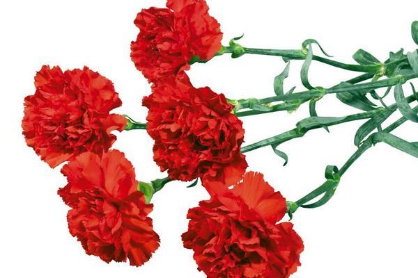 百合花意义象征是什么，百合花的象征和意义是什么（百合花的寓意以及风水作用）