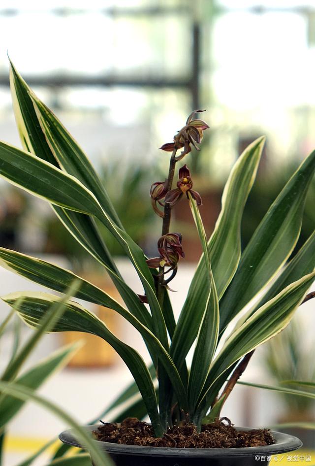 兰花怎么养 手把手教你养殖，兰花怎么养（新手也能养的苗壮开花多）