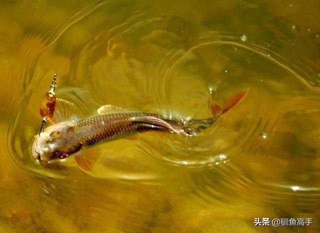 路亚马口用什么饵，马口鱼用什么路亚饵好（这些有意思的玩法）