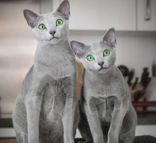 猫的所有种类，猫的所有种类及图片（30种知名的猫咪，你都认识吗）