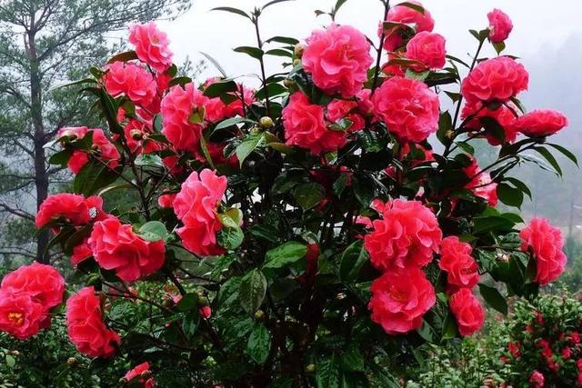 代表富贵吉祥寓意的花，代表富贵吉祥寓意的花朵（到底哪些花是“招财”花）