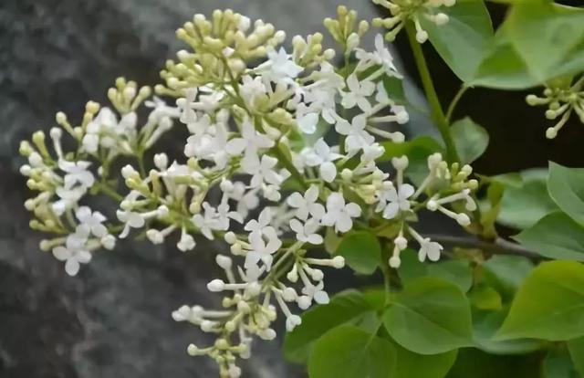 各种花的花语，各种花的花语爱情（史上最全花语大全）