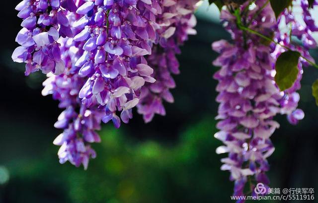 紫藤花的花语和寓意，紫藤花的寓意（我喜欢紫藤花）