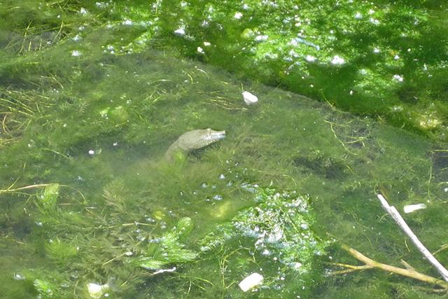 王八怎么养，在家怎么养王八怎么养（根据天气控制投喂量）