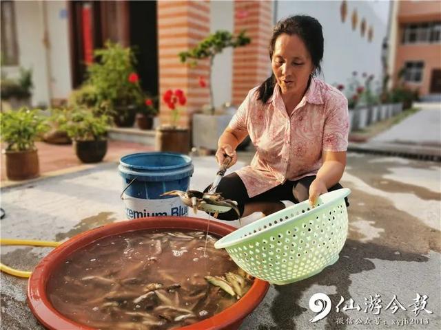 灵源山风景区在哪里，仙水洋作文500字（仙游新晋网红民宿藏身这处世外桃源）