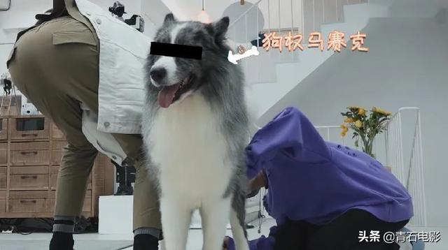 朱正廷养宠物综艺，朱正廷、张雨剑与流浪狗同居的节目