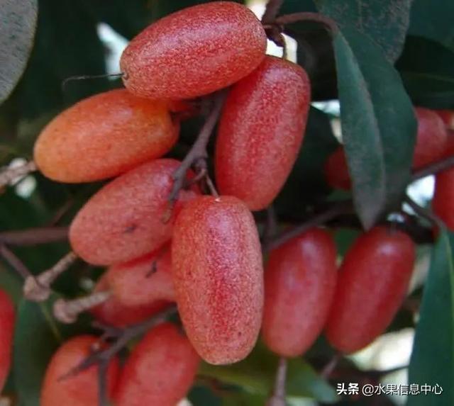 醋柳果的功效与作用，醋柳果的功效与作用及禁忌（国内有哪些小众特色水果）