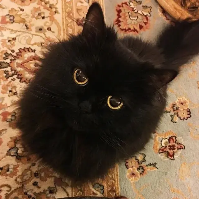 黑猫是什么品种，黑猫白爪是什么品种（古书记载“辟邪招财”的黑猫都有哪些品种）