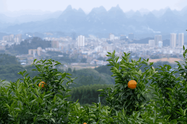 写乡村甘蔗的优美句子，家乡的甘蔗作文1000字（环江蜜汁沃柑，迷之好吃）