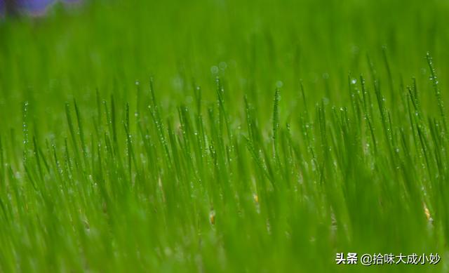 麦芽糖是什么做的，麦芽糖的制作方法及步骤（小时候念念不忘的麦芽糖）