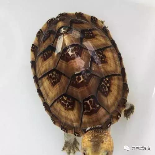 西非侧颈龟怎么养,西非侧颈龟怎么养成浅色(看完之后会想要一只吗) 西非侧颈龟怎么养,西非侧颈龟怎么养成浅色(看完之后会想要一只吗)