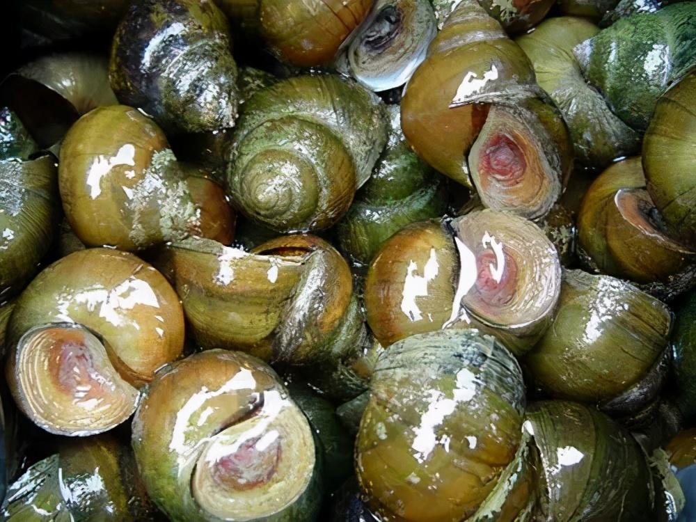 锥螺(食用螺类大全) - 去钓鱼