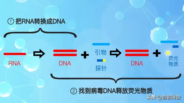 核酸专业解释，核酸是什么（核酸检测的“秘密”你可能还不知道）