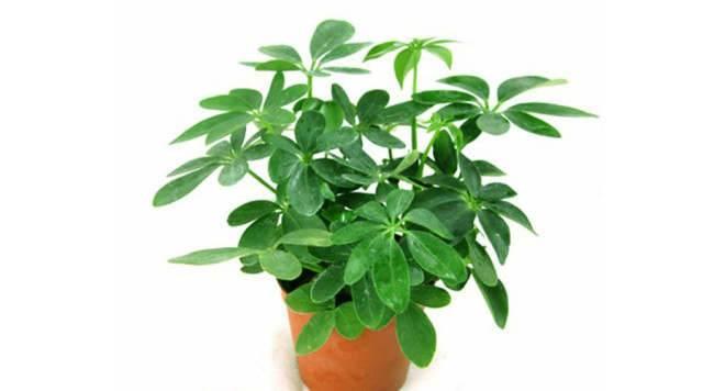 每个属相的招财花，十二属相的招财花（你的生肖养什么植物最旺你）