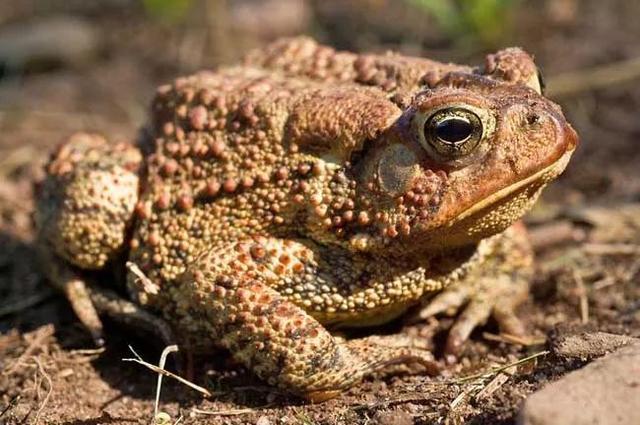 恺字怎么读，恺字取名男孩有寓意（有哪些字一旦分开）