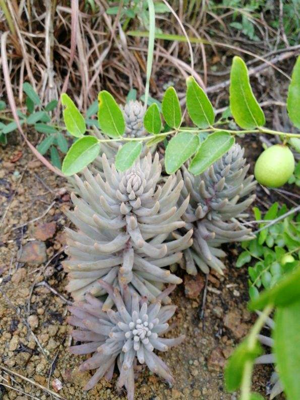 金达莱花中国叫什么花，金达莱花的由来（野外看到4种植物）