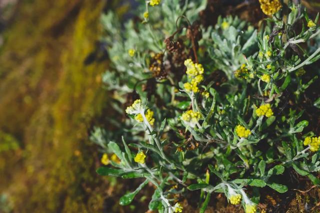 水菊(水菊草),吃一口黄花粑粑你就知道了(菊水是什么) 水菊(水菊草),吃一口黄花粑粑你就知道了(菊水是什么)