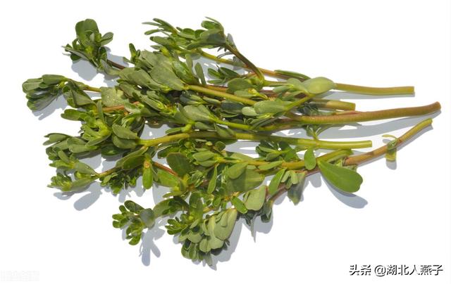 野艾蒿的功效与作用 野艾蒿的吃法，野艾蒿的功效与作用（这步再忙也不能少）