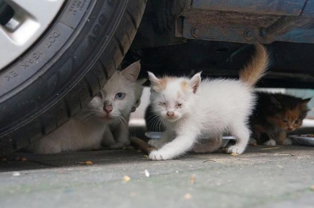 埃及猫是什么梗，不然就活不下去