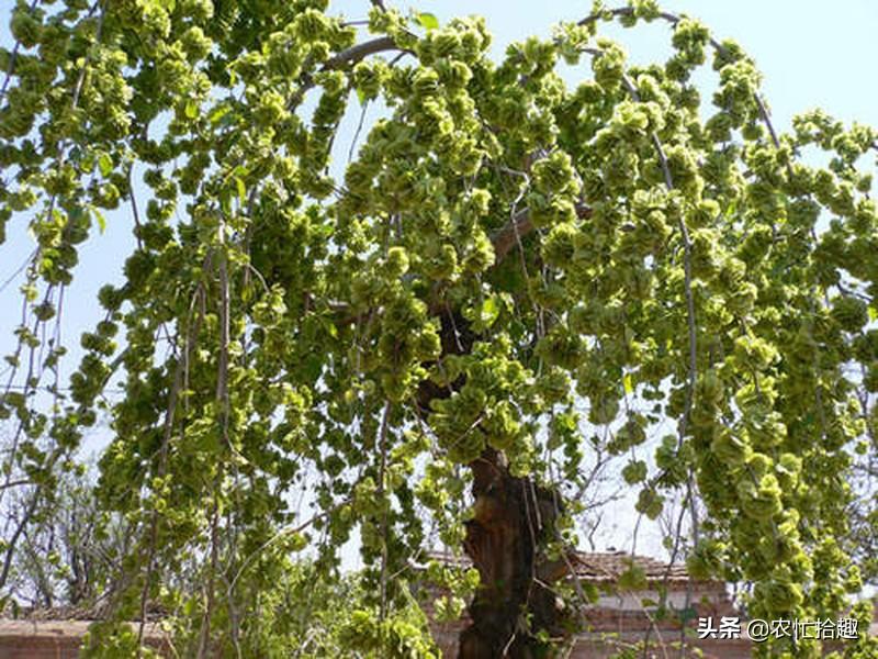 含铁的蔬菜(蔬菜含铁量排名一览表)