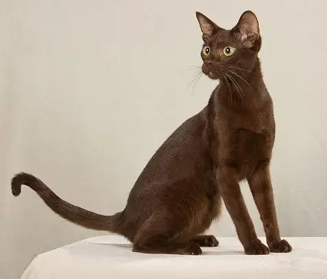 黑猫是什么品种，黑猫白爪是什么品种（古书记载“辟邪招财”的黑猫都有哪些品种）