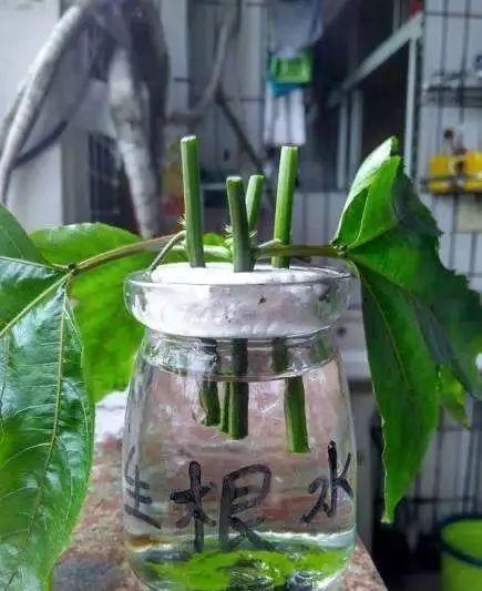 霸王花是火龙果的花吗，昙花、霸王花、火龙果花和令箭荷花的区别（奶奶把一根枝插土里）