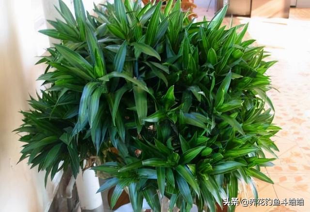 盆栽竹子竹子有哪些品种，室内栽竹子的品种有哪些（这“三种竹”适合家庭养护）