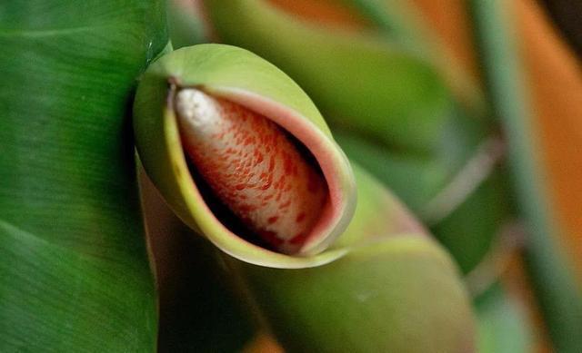 绿萝的作用，绿萝长高了怎么办（绿萝花的功效和作用）