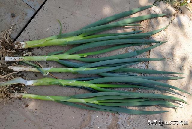 小葱和大葱的区别，小葱和大葱的区别有哪些（国内葱属蔬菜大全，你认识几个）