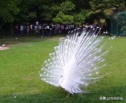 为什么雄性白孔雀也会开屏，孔雀开屏都是雄的吗（白孔雀开屏，太美了）