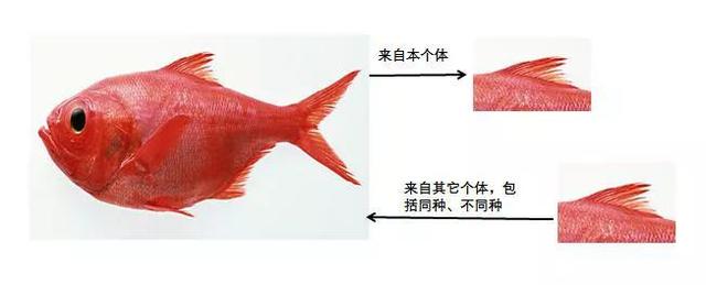 转基因是什么意思，大豆非转基因是什么意思（先从杂交鸡、骡子和狮虎兽开始吧）