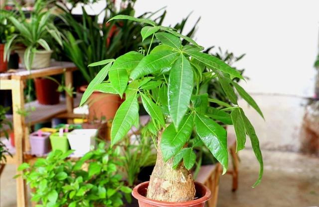 发财树种植技巧，掌握好4个养护关键点