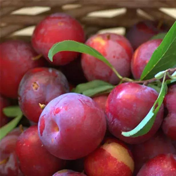 智利西梅是不是青色的,智利西梅有几个品种(怎样才能挑选到好的西梅) 智利西梅是不是青色的,智利西梅有几个品种(怎样才能挑选到好的西梅)