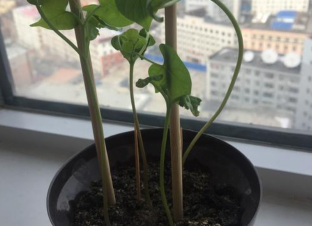 普通的一棵牵牛花，通过摘心修剪，花大色艳，夏秋不停开花