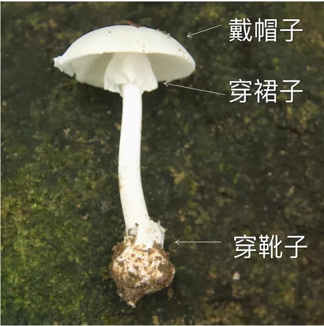 世界上什么蘑菇不能吃，这个是什么蘑菇能不能吃（科普 ， 这些蘑菇可能有剧毒）