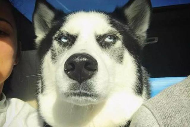 狗狗能吃盐吗，一天最多能吃多少盐，狗狗能吃盐吗（狗狗并非不能摄入食盐）